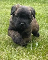 AKC Roxy, a female Soft Coated Wheaten Terrier for sale in Milford, IN – Photo 2 of 4