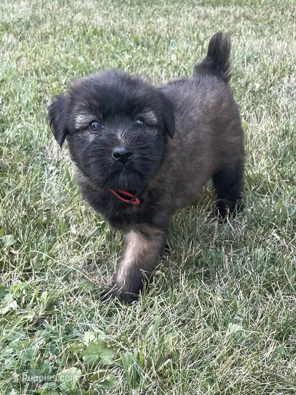AKC Roxy, a female Soft Coated Wheaten Terrier for sale in Milford, IN – Photo 1 of 4