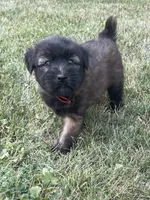AKC Roxy, a female Soft Coated Wheaten Terrier for sale in Milford, IN – Photo 1 of 4