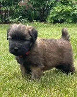 AKC Roxy, a female Soft Coated Wheaten Terrier for sale in Milford, IN – Photo 4 of 4