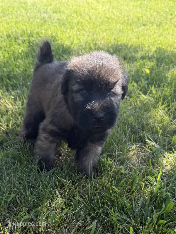 AKC Bella – Soft Coated Wheaten Terrier puppy for sale in Milford, IN