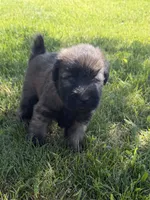 AKC Bella, a female Soft Coated Wheaten Terrier for sale in Milford, IN – 1 of 5