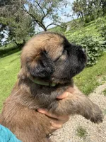 AKC Finn, a male Soft Coated Wheaten Terrier for sale in Milford, IN – 3 of 5