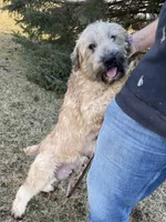AKC Bo, a male Soft Coated Wheaten Terrier for sale in Milford, IN – Photo 7 of 7