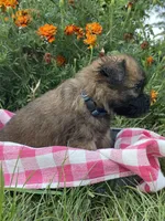 AKC Bo, a male Soft Coated Wheaten Terrier for sale in Milford, IN – Photo 2 of 7