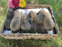 AKC Bo, a male Soft Coated Wheaten Terrier for sale in Milford, IN – Photo 4 of 7