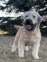 AKC Bo, a male Soft Coated Wheaten Terrier for sale in Milford, IN – Photo 6 of 7