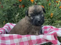 AKC Bo, a male Soft Coated Wheaten Terrier for sale in Milford, IN – Photo 1 of 7