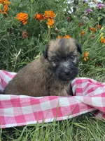 AKC Bo, a male Soft Coated Wheaten Terrier for sale in Milford, IN – Photo 3 of 7