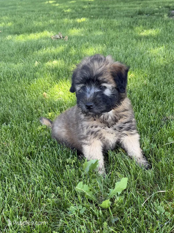 AKC Finn – Soft Coated Wheaten Terrier puppy for sale in Milford, IN