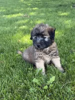 AKC Finn, a male Soft Coated Wheaten Terrier for sale in Milford, IN – 1 of 5