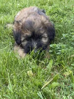 AKC Kirby, a male Soft Coated Wheaten Terrier for sale in Milford, IN – 1 of 5