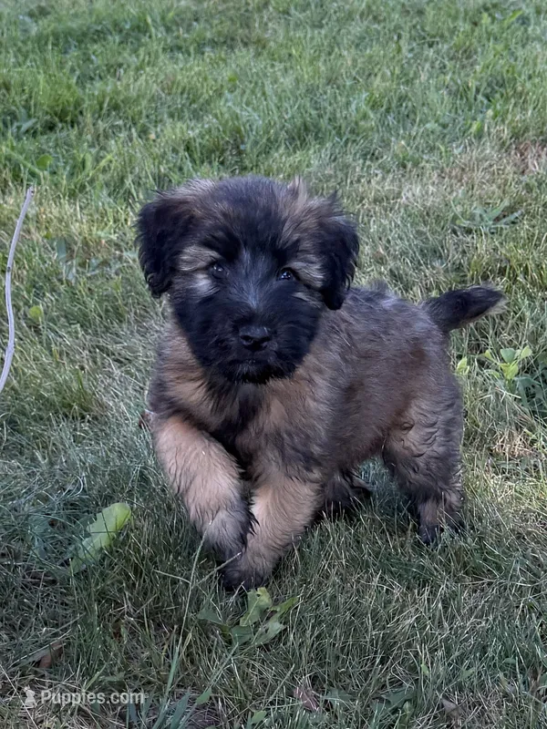AKC Cooper – Soft Coated Wheaten Terrier puppy for sale in Milford, IN