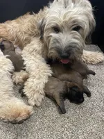 AKC Male , a male Soft Coated Wheaten Terrier for sale in Milford, IN – Photo 5 of 6