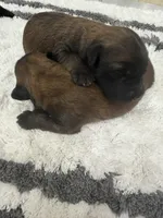 AKC Male , a male Soft Coated Wheaten Terrier for sale in Milford, IN – Photo 3 of 6