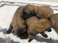 AKC Male , a male Soft Coated Wheaten Terrier for sale in Milford, IN – Photo 4 of 6