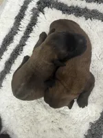 AKC Male , a male Soft Coated Wheaten Terrier for sale in Milford, IN – Photo 2 of 6