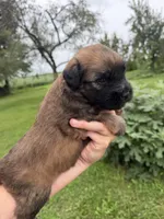 AKC Cooper, a male Soft Coated Wheaten Terrier for sale in Milford, IN – 2 of 5