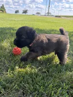 AKC Bella, a female Soft Coated Wheaten Terrier for sale in Milford, IN – 2 of 5