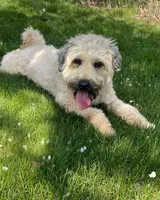 AKC Finn, a male Soft Coated Wheaten Terrier for sale in Milford, IN – 5 of 5