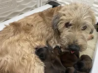 AKC Finn, a male Soft Coated Wheaten Terrier for sale in Milford, IN – 4 of 5