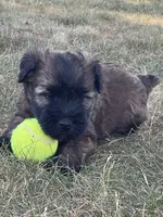 Charlie AKC, a male Soft Coated Wheaten Terrier for sale in Milford, IN – Photo 3 of 6