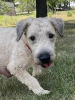 Charlie AKC, a male Soft Coated Wheaten Terrier for sale in Milford, IN – Photo 5 of 6