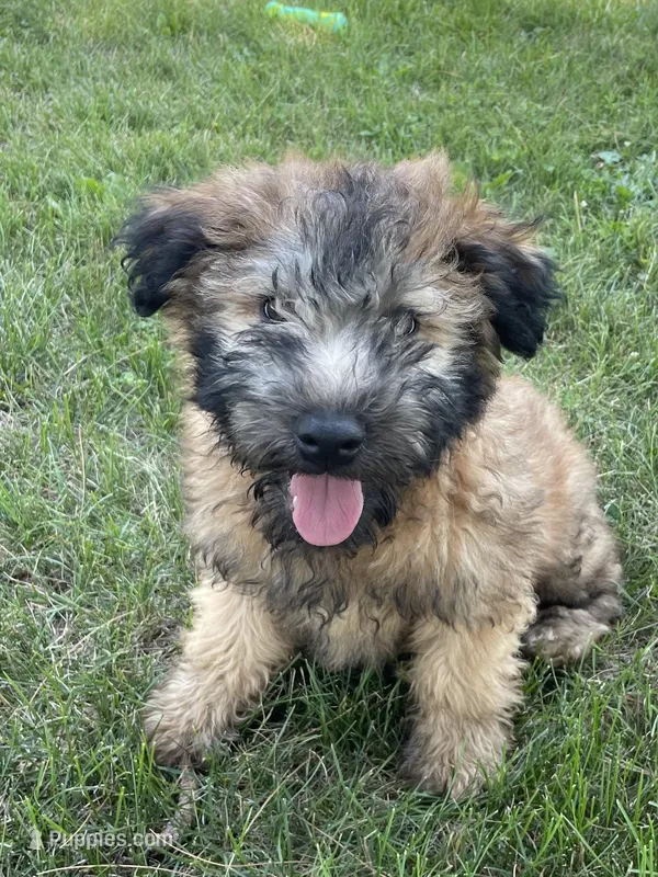 Charlie AKC, a male Soft Coated Wheaten Terrier for sale in Milford, IN – Photo 1 of 6