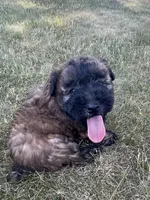 Charlie AKC, a male Soft Coated Wheaten Terrier for sale in Milford, IN – Photo 4 of 6