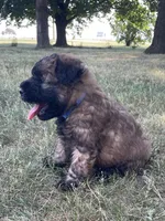 Charlie AKC, a male Soft Coated Wheaten Terrier for sale in Milford, IN – Photo 2 of 6