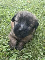 AKC Daisy, a female Soft Coated Wheaten Terrier for sale in Milford, IN – Photo 8 of 8