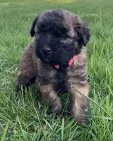 AKC Daisy, a female Soft Coated Wheaten Terrier for sale in Milford, IN – Photo 3 of 8