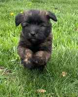 AKC Daisy, a female Soft Coated Wheaten Terrier for sale in Milford, IN – Photo 1 of 8