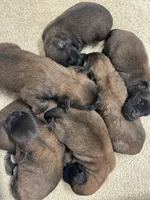 AKC Daisy, a female Soft Coated Wheaten Terrier for sale in Milford, IN – Photo 4 of 8