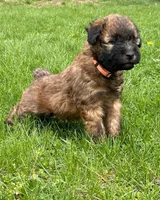 AKC Daisy, a female Soft Coated Wheaten Terrier for sale in Milford, IN – Photo 5 of 8