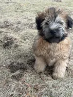 AKC Ivy, a female Soft Coated Wheaten Terrier for sale in Milford, IN – Photo 2 of 7