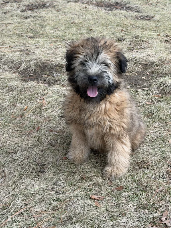 AKC Ivy – Soft Coated Wheaten Terrier puppy for sale in Milford, IN