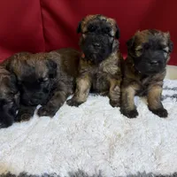 AKC Ivy, a female Soft Coated Wheaten Terrier for sale in Milford, IN – Photo 5 of 7
