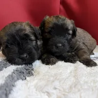 AKC Ivy, a female Soft Coated Wheaten Terrier for sale in Milford, IN – Photo 7 of 7