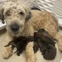 AKC Ivy, a female Soft Coated Wheaten Terrier for sale in Milford, IN – Photo 6 of 7