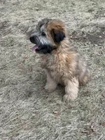 AKC Ivy, a female Soft Coated Wheaten Terrier for sale in Milford, IN – Photo 4 of 7
