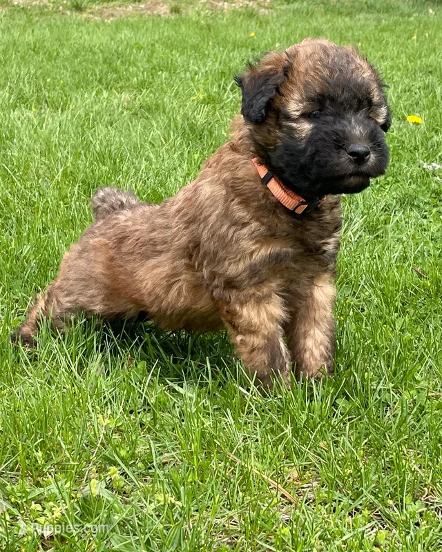 AKC Ivy – Soft Coated Wheaten Terrier puppy for sale in Milford, IN