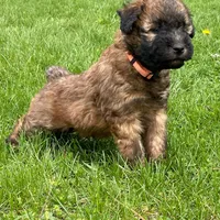 AKC Ivy, a female Soft Coated Wheaten Terrier for sale in Milford, IN – Photo 1 of 7