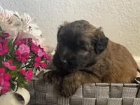 AKC Sarge, a male Soft Coated Wheaten Terrier for sale in Milford, IN – Photo 6 of 9