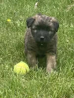 AKC Sarge, a male Soft Coated Wheaten Terrier for sale in Milford, IN – Photo 3 of 9
