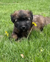 AKC Sarge, a male Soft Coated Wheaten Terrier for sale in Milford, IN – Photo 2 of 9