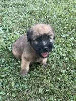 AKC Sarge, a male Soft Coated Wheaten Terrier for sale in Milford, IN – Photo 4 of 9