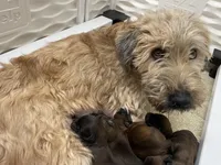 AKC Sarge, a male Soft Coated Wheaten Terrier for sale in Milford, IN – Photo 9 of 9