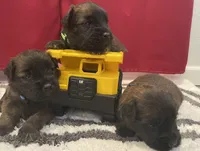 AKC Sarge, a male Soft Coated Wheaten Terrier for sale in Milford, IN – Photo 5 of 9