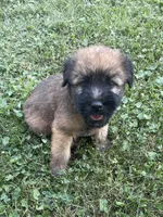 AKC Sarge, a male Soft Coated Wheaten Terrier for sale in Milford, IN – Photo 1 of 9